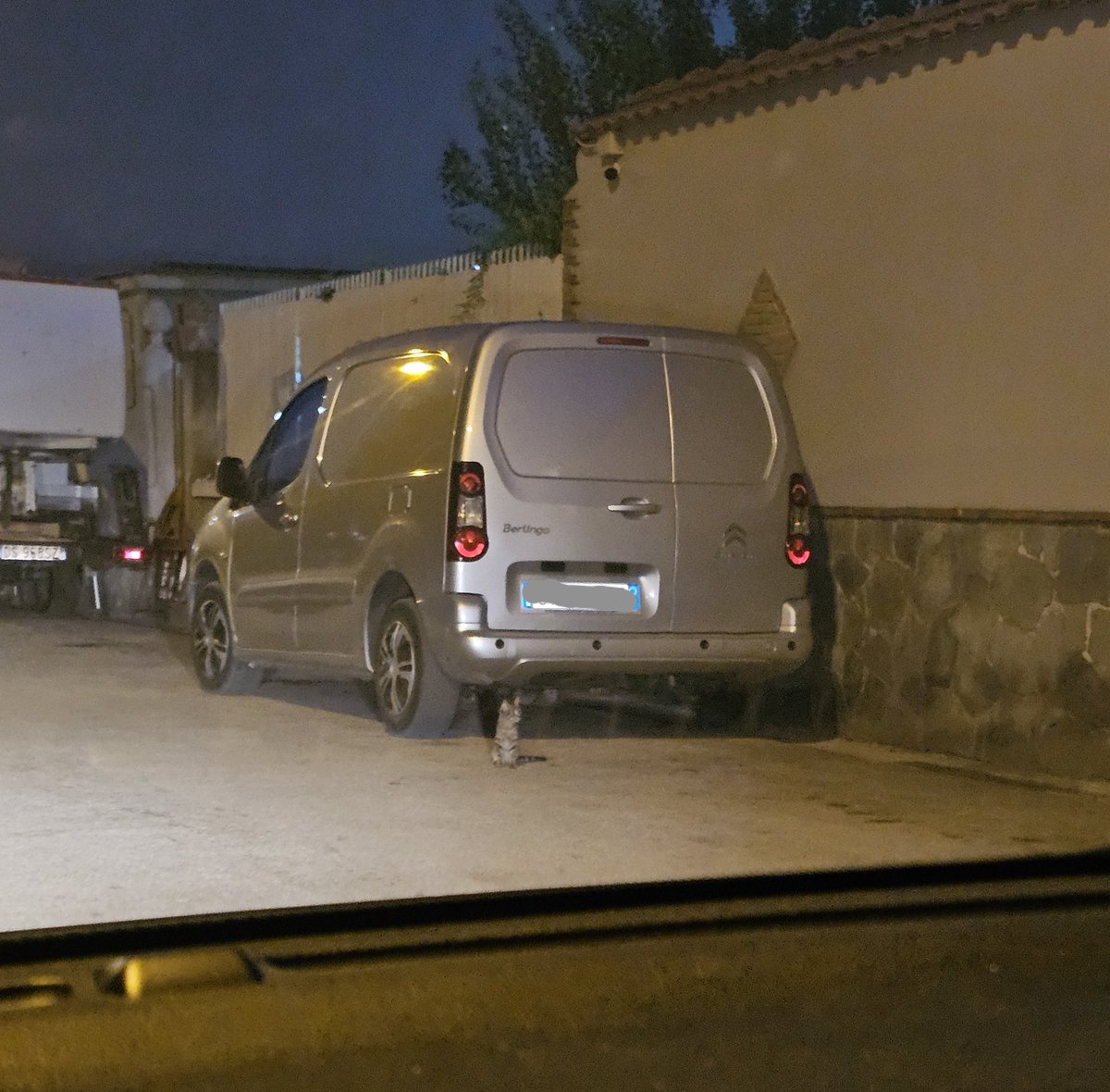 rmLIBERAto_69's tweet photo. il mio stalker a quattro zampettine che mi aspetta ogni sera e mi fissa così: https://t.co/jbHt1HS5Ml