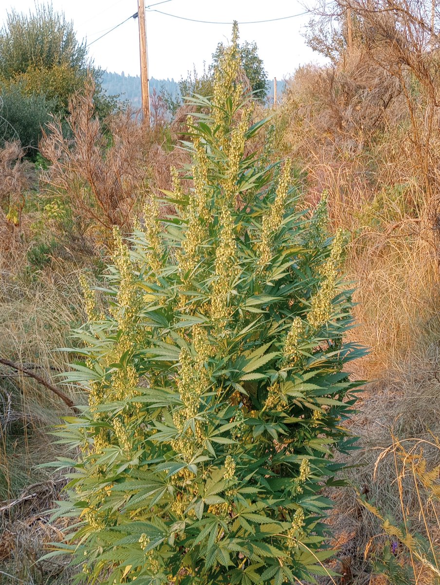 PStarseed420 tweet picture
