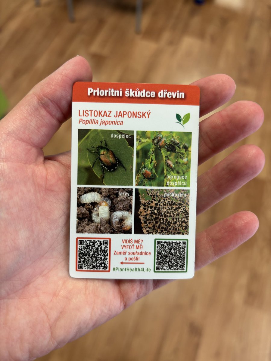 Deissova_CT's tweet photo. Nebezpečný škůdce - brouk listokaz japonský - dnes fiktivně zamořil Hodonín. V Česku se zatím reálně neobjevil, v zahraničí ale způsobuje velké škody na úrodě. Experti proto trénují kroky k jeho likvidaci. Klíčové je brouka nebo jeho larvy zavčas objevit. Pomoct může i veřejnost. https://t.co/tUgFHDHVg3