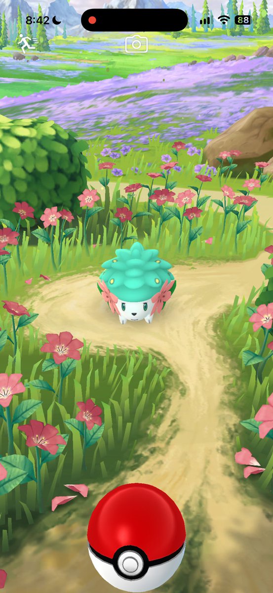 VAnthonyy's tweet photo. Caught my first shiny shaymin today! ✨ https://t.co/m8gImlOwVN