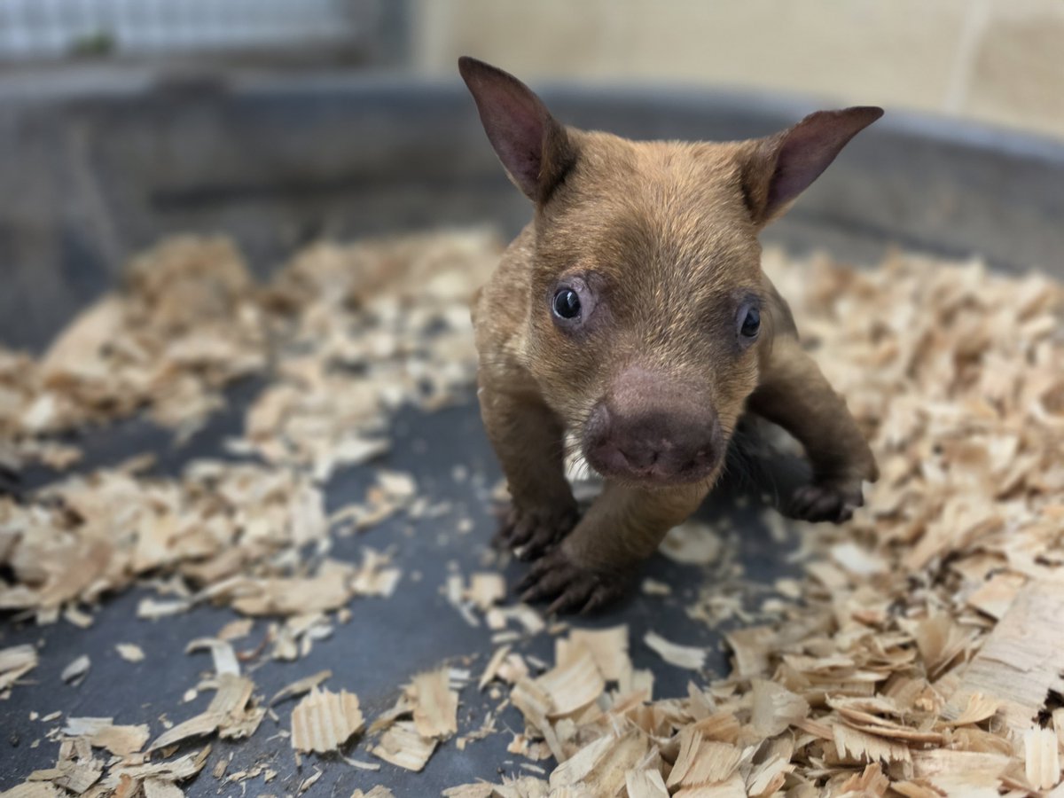 zoomiami's tweet photo. We love witnessing Adelaide’s new mom era 🥹. This Wombat Wednesday gives you a behind-the-scenes look at our joey bonding with mom outside the womb. Southern hairy nosed wombat typically start making short trips out of the pouch between 6 to 8 months https://t.co/SS2ZEyLby4