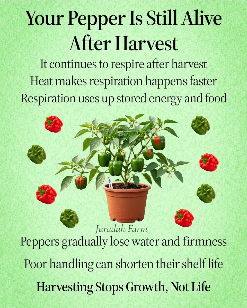 ThompsonJumoke's tweet photo. Harvesting is not the end.
It is the beginning of post-harvest care.
#farmers
#postharvest
#nigeriafarmers
#juradahfarm
#farmingtips https://t.co/dY65fHLDnM