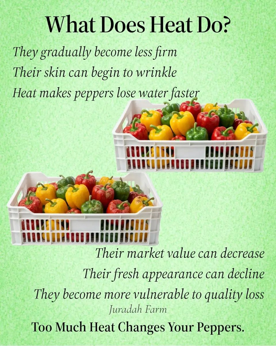 ThompsonJumoke's tweet photo. Harvesting is not the end.
It is the beginning of post-harvest care.
#farmers
#postharvest
#nigeriafarmers
#juradahfarm
#farmingtips https://t.co/dY65fHLDnM