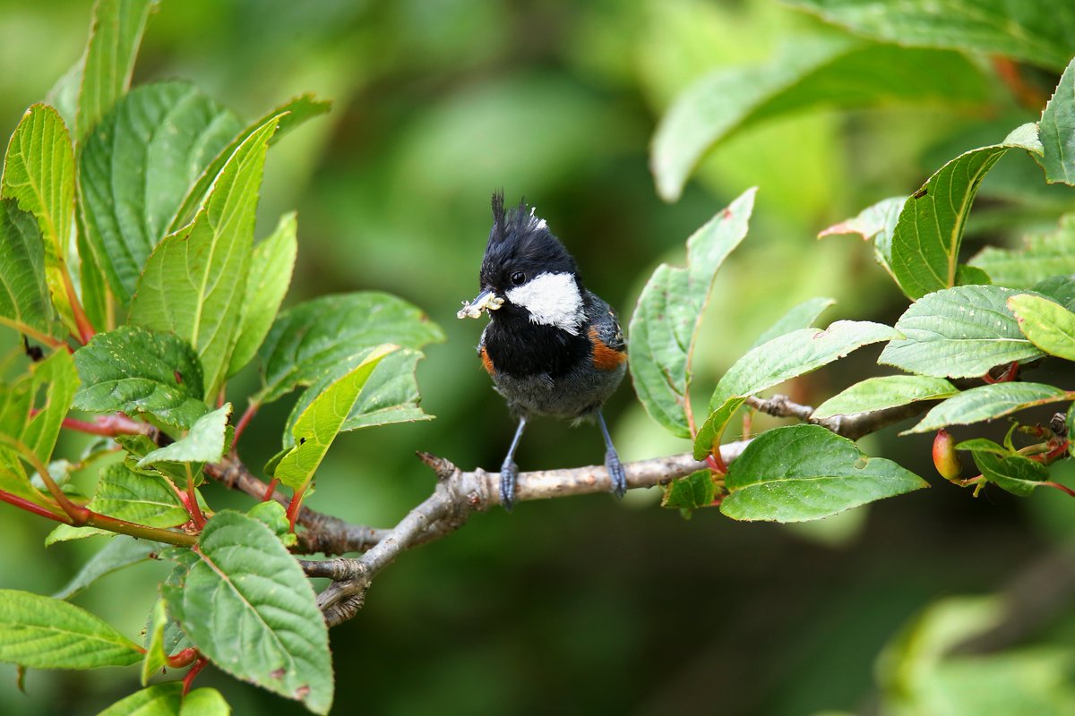 sofiQayoom's tweet photo. Coal Tit

Golden Oriole 

#Birdsofbaramulla
Kashmir 

@IndiAves @birdsoftheworld @NatureIn_Focus https://t.co/uyCc4XwSZt