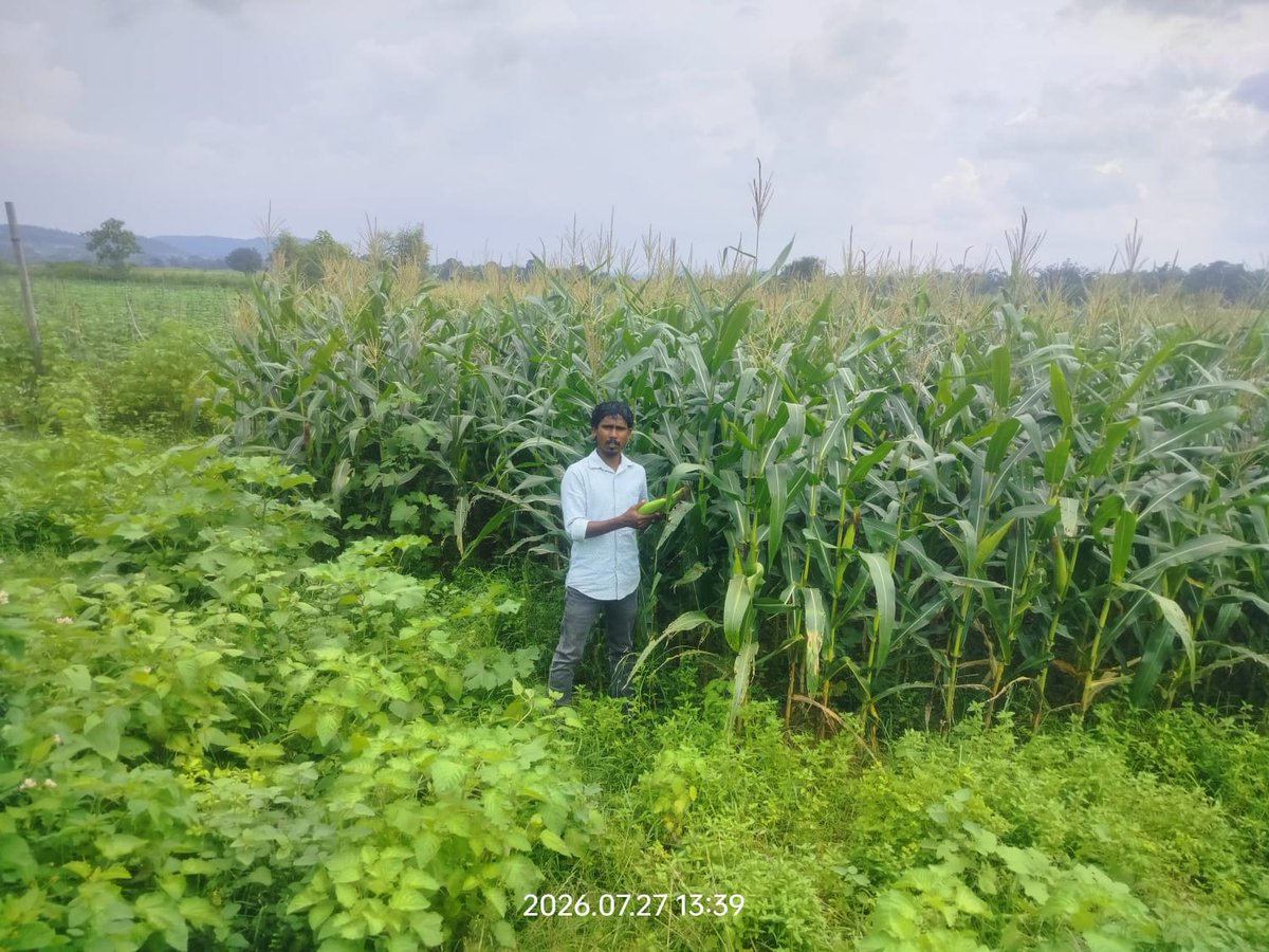 dc_simdega's tweet photo. सफलता की कहानी – 21

मिट्टी से जुड़कर रचा भविष्य
माननीय मुख्यमंत्री श्री हेमंत सोरेन जी के कुशल एवं दूरदर्शी नेतृत्व में झारखंड सरकार द्वारा संचालित किसान-हितैषी योजनाओं तथा जिला प्रशासन, सिमडेगा के सतत प्रयासों से जिले के अनेक युवा किसान आत्मनिर्भरता की नई इबारत लिख रहे हैं। पाकरटांड़ प्रखंड के ग्राम सोगड़ा निवासी श्री हरीश प्रधान की कहानी इसी बदलाव की एक प्रेरक मिसाल है। वनस्पति विज्ञान में एम.एससी. करने के बाद श्री हरीश प्रधान का चयन सहायक पुलिस, झारखंड के पद पर हुआ था। हालांकि, उन्होंने सरकारी नौकरी के बजाय अपने गांव और खेती को अपना भविष्य बनाने का निर्णय लिया। लगभग 6 एकड़ भूमि में उन्होंने टमाटर, जरबेरा, मिर्च, फूलगोभी, कद्दू और मड़ुआ जैसी फसलों की खेती शुरू की।
 खेती को अधिक लाभकारी और जल-कुशल बनाने के लिए उन्होंने RKVY-PDMC (Per Drop More Crop) योजना का लाभ लेते हुए ड्रिप इरिगेशन अपनाया। यह योजना सूक्ष्म सिंचाई के माध्यम से जल उपयोग दक्षता बढ़ाने, सिंचाई लागत कम करने और कम पानी में अधिक उत्पादन को प्रोत्साहित करती है। ड्रिप सिंचाई से फसलों की जड़ों तक आवश्यकता के अनुसार सीधे पानी पहुंचता है, जिससे पानी की बचत के साथ फसल उत्पादन में सुधार होता है। इसके साथ ही, उद्यान प्रभाग से प्लास्टिक मल्चिंग एवं संरक्षित फूलों की खेती का लाभ लेकर उन्होंने अपनी कृषि गतिविधियों को और अधिक व्यवस्थित एवं लाभकारी बनाया।
इन प्रयासों का परिणाम आज स्पष्ट दिखाई दे रहा है। श्री हरीश प्रधान वर्तमान में खेती से ₹40,000 से ₹45,000 प्रतिमाह की आय अर्जित कर रहे हैं। उनके उत्कृष्ट कृषि कार्य के लिए उन्हें रांची के कृषि व्यापार मेले में सम्मानित भी किया गया।
युवाओं और किसानों के लिए उनका संदेश है—
आधुनिक तकनीक, वैज्ञानिक सलाह और बाजार की मांग के अनुरूप खेती करें, तो गांव में रहकर भी अच्छी और सम्मानजनक आय अर्जित की जा सकती है।
@prdjharkhand 
@HemantSorenJMM 
@JharkhandCMO