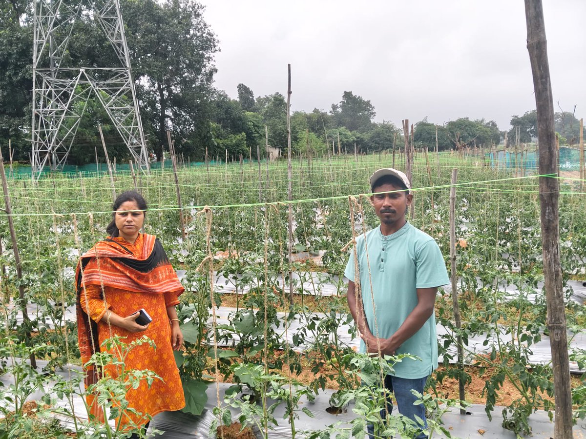 dc_simdega's tweet photo. सफलता की कहानी – 21

मिट्टी से जुड़कर रचा भविष्य
माननीय मुख्यमंत्री श्री हेमंत सोरेन जी के कुशल एवं दूरदर्शी नेतृत्व में झारखंड सरकार द्वारा संचालित किसान-हितैषी योजनाओं तथा जिला प्रशासन, सिमडेगा के सतत प्रयासों से जिले के अनेक युवा किसान आत्मनिर्भरता की नई इबारत लिख रहे हैं। पाकरटांड़ प्रखंड के ग्राम सोगड़ा निवासी श्री हरीश प्रधान की कहानी इसी बदलाव की एक प्रेरक मिसाल है। वनस्पति विज्ञान में एम.एससी. करने के बाद श्री हरीश प्रधान का चयन सहायक पुलिस, झारखंड के पद पर हुआ था। हालांकि, उन्होंने सरकारी नौकरी के बजाय अपने गांव और खेती को अपना भविष्य बनाने का निर्णय लिया। लगभग 6 एकड़ भूमि में उन्होंने टमाटर, जरबेरा, मिर्च, फूलगोभी, कद्दू और मड़ुआ जैसी फसलों की खेती शुरू की।
 खेती को अधिक लाभकारी और जल-कुशल बनाने के लिए उन्होंने RKVY-PDMC (Per Drop More Crop) योजना का लाभ लेते हुए ड्रिप इरिगेशन अपनाया। यह योजना सूक्ष्म सिंचाई के माध्यम से जल उपयोग दक्षता बढ़ाने, सिंचाई लागत कम करने और कम पानी में अधिक उत्पादन को प्रोत्साहित करती है। ड्रिप सिंचाई से फसलों की जड़ों तक आवश्यकता के अनुसार सीधे पानी पहुंचता है, जिससे पानी की बचत के साथ फसल उत्पादन में सुधार होता है। इसके साथ ही, उद्यान प्रभाग से प्लास्टिक मल्चिंग एवं संरक्षित फूलों की खेती का लाभ लेकर उन्होंने अपनी कृषि गतिविधियों को और अधिक व्यवस्थित एवं लाभकारी बनाया।
इन प्रयासों का परिणाम आज स्पष्ट दिखाई दे रहा है। श्री हरीश प्रधान वर्तमान में खेती से ₹40,000 से ₹45,000 प्रतिमाह की आय अर्जित कर रहे हैं। उनके उत्कृष्ट कृषि कार्य के लिए उन्हें रांची के कृषि व्यापार मेले में सम्मानित भी किया गया।
युवाओं और किसानों के लिए उनका संदेश है—
आधुनिक तकनीक, वैज्ञानिक सलाह और बाजार की मांग के अनुरूप खेती करें, तो गांव में रहकर भी अच्छी और सम्मानजनक आय अर्जित की जा सकती है।
@prdjharkhand 
@HemantSorenJMM 
@JharkhandCMO