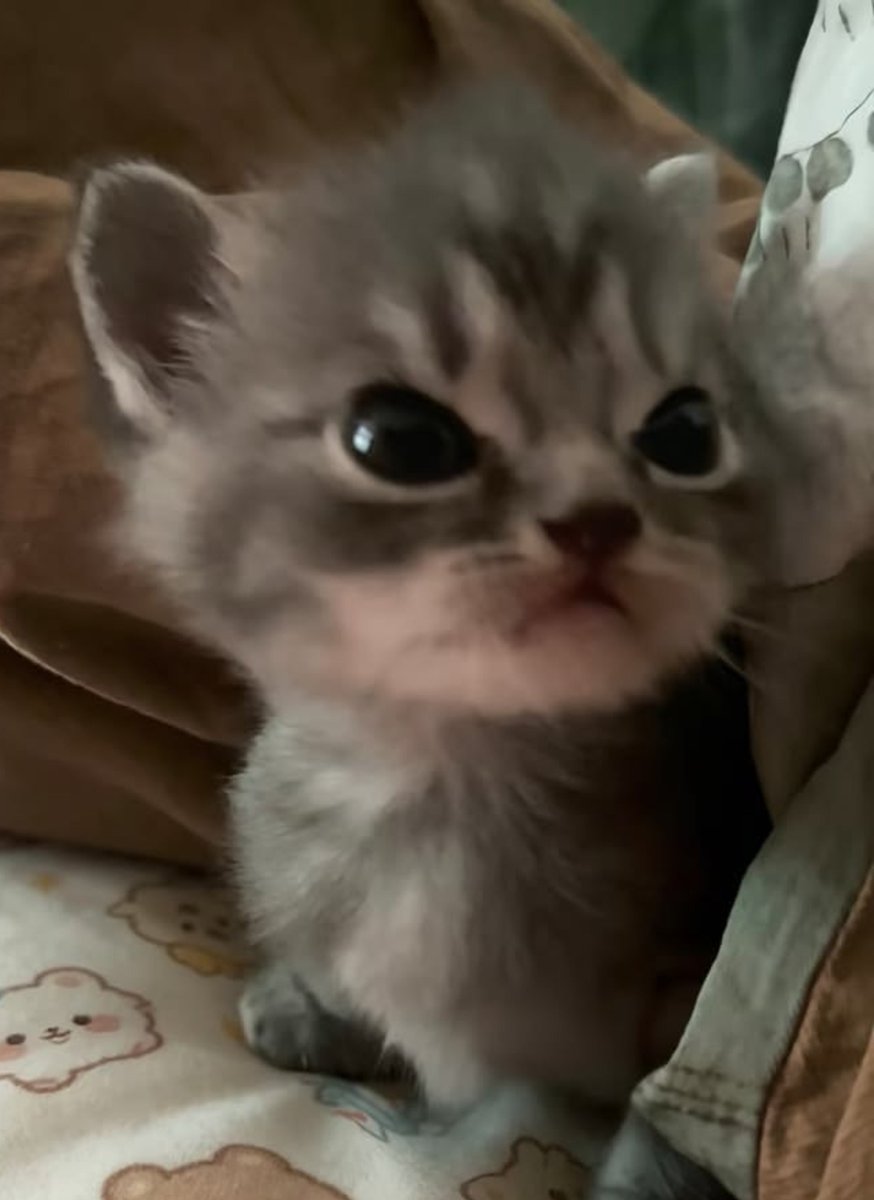 gaycatwonbin's tweet photo. bini? bini
bini? also bini
bini too? of course bini too
bini again? yes yes bini https://t.co/IOEtNO3mQa