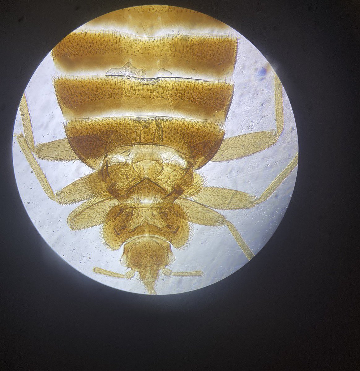 mrs_k_martyn's tweet photo. Microscopy with our AH Biology classes 🔬🔬🔬@BishopbriggsAC https://t.co/mLDRe8uyJM