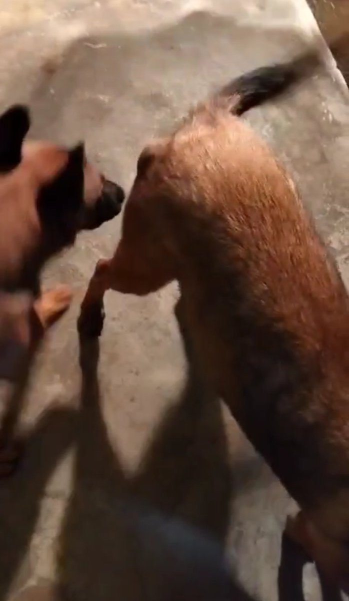 Ari_Arciniega6's tweet photo. Amigos una vez más Solicitamos de su apoyo , la 🐕 Pastor belga se le apareció una bolita en su nalguita Y al parecer va creciendo un poco cada día Al llevarla al veterinario informo que debe operarla para extraer esa bola y que no siga creciendo y pueda comprometer algún órgano , como siempre estamos acudiendo ustedes ya que yo sola no podría hacer esto la cirugía aproximadamente $6000. Tengo tantos 🐕🐈 bajo mi cuidado igualmente cubro sus gastos con mis sueldo Más éste no es suficiente y no contábamos con este imprevisto , amigos deseo recordarles que tengo muchas cosas a la venta Igualmente que tengo dos rifas activas e igualmente invitarles a quien desee sumarse con alguna moneda para poder atender a la 🐕 pastor belga estoy muy preocupada ya que pasa el tiempo y le sigue creciendo las bolitas y puede ser contraproducente para su 
Salud ❤️‍🩹 Si alguien desea sumarse o adquirir algo de lo que vendo o un número para la rifa escríbeme aquí y te doy más info 👇