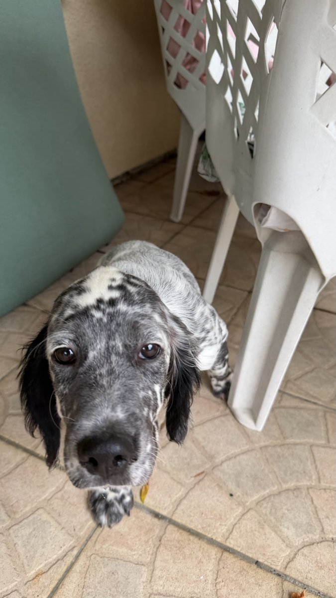 Mathisp3ur's tweet photo. ⚠️CHIEN PERDU⚠️ 
⚠️PUCEE ET STERELISE⚠️🚨🚨Elle a des problèmes de santé elle est donc sous médicaments elle doit rentrer rapidement par risque de complications🚨🚨 
⚠️⚠️RÉCOMPENSEEEEEEE ⚠️⚠️à la clé pour la personne qui nous ramène notre chien❗️❗️❗️❗️ https://t.co/W6OOUlRyzU