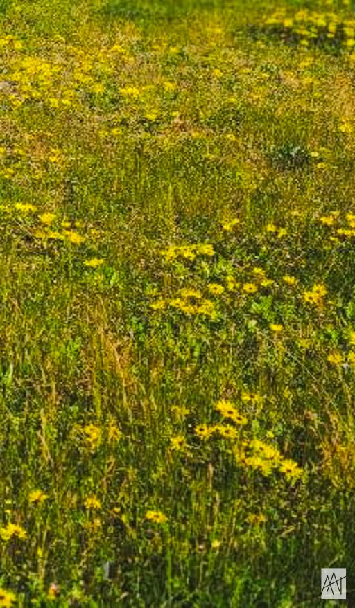 artoodeetoo's tweet photo. wildflowers in spring.
#distilled26 https://t.co/SZW38J2FPa