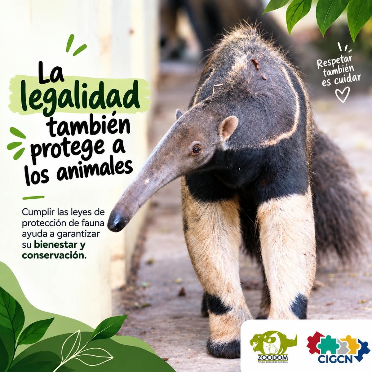 zoodomrd's tweet photo. Hoy en #Elllamadodeatención: 🐾 SILVESTRE NO SIGNIFICA DISPONIBLE.

¿De qué habla #zoodom? Pues de #Legalidad 😅 Que un animal te parezca bonito, curioso o “perfecto para tener en casa” no significa que deba convertirse en mascota. 👀 https://t.co/jsObQX7gdr