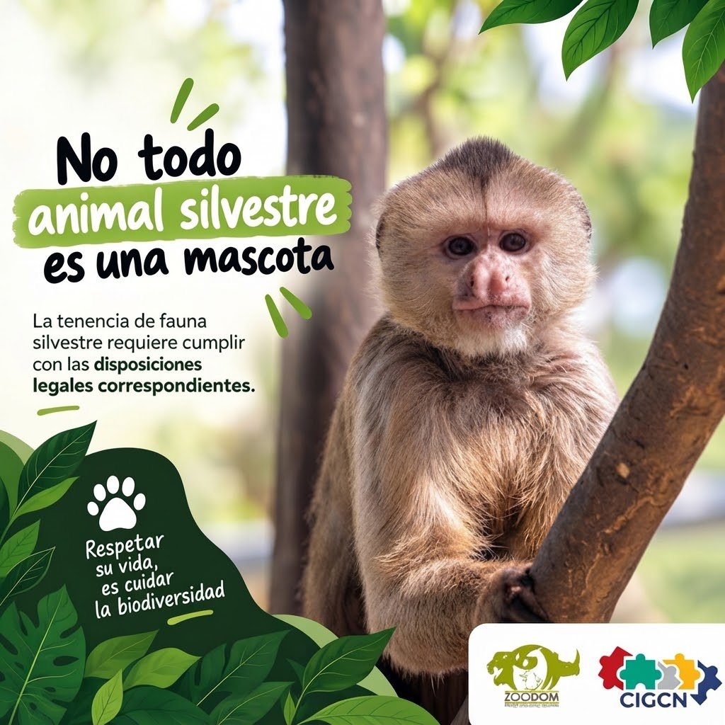 zoodomrd's tweet photo. Hoy en #Elllamadodeatención: 🐾 SILVESTRE NO SIGNIFICA DISPONIBLE.

¿De qué habla #zoodom? Pues de #Legalidad 😅 Que un animal te parezca bonito, curioso o “perfecto para tener en casa” no significa que deba convertirse en mascota. 👀 https://t.co/jsObQX7gdr
