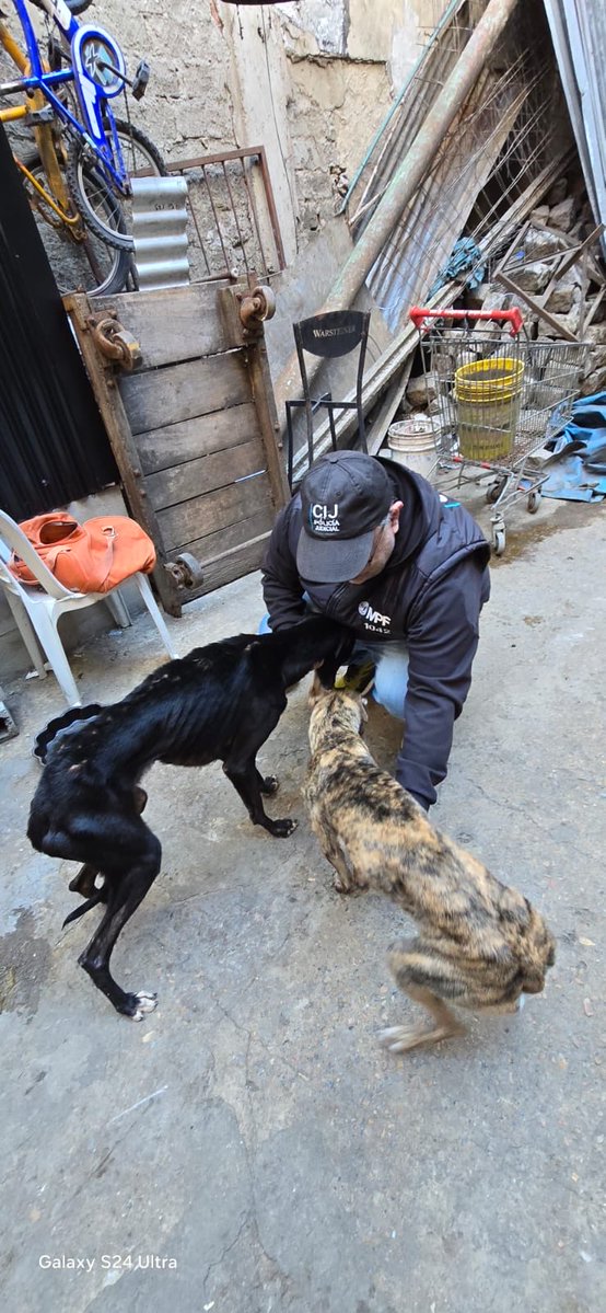 gabrieliezzi's tweet photo. RESCATARON 14 PERROS EN UN CASO DE MALTRATO Y CRUELDAD ANIMAL/ @MPFCABA 

La Unidad Fiscal Especializada en Materia Ambiental (UFEMA) del Ministerio Público Fiscal de la Ciudad, a cargo de Blas Matías Michienzi, logró rescatar 14 perros que se encontraban hacinados y en pésimas condiciones de salud en un domicilio del barrio de Retiro. La mujer responsable fue imputada por el delito de maltrato y crueldad animal.

El caso surgió a partir de la denuncia de vecinos que señalaron un domicilio que albergaba a muchos perros que estaban en notorio estado de desnutrición, sin acceso a agua, en espacios reducidos y expuestos a condiciones climáticas adversas.

Tras la denuncia, la UFEMA encomendó las tareas de constatación a la División Delitos Ambientales de la Policía de la Ciudad, que logró constatar los hechos. Así, el fiscal Michienzi solicitó el allanamiento al titular del Juzgado Penal, Contravencional y de Faltas Nº30, Juan José Cavallari, quien avaló el procedimiento.

El allanamiento se realizó con la intervención del Cuerpo de Investigaciones Judiciales (CIJ) del MPF CABA, División Delitos Ambientales de la Policía de la Ciudad y de la Dirección General Gestión Animal del GCBA, y se encontraron 14 perros —seis galgos y ocho mestizos—  que estaban visiblemente desnutridos y con otras patologías producto de la falta de cuidados. Asimismo, se verificó que los animales no contaban con vacunas, ni con un plan sanitario vigente. 

Ante este cuadro, el fiscal Michienzi imputó a la mujer responsable y dispuso el chipeado de los perros para su seguimiento e identificación, y su traslado a la ONG Alerta Galgo, donde recibirán atención veterinaria, tratamiento y alojamiento en condiciones adecuadas.