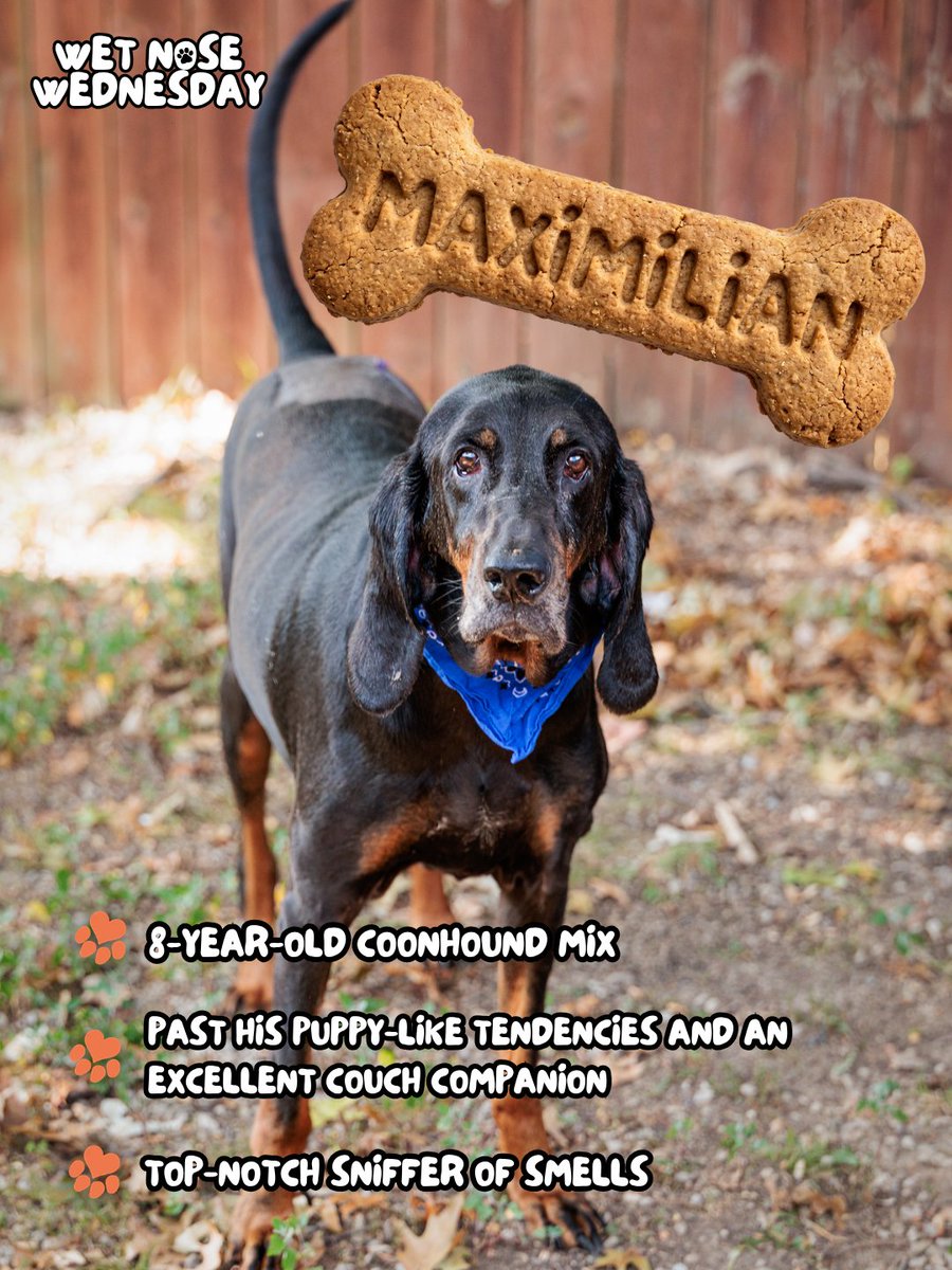 997DJX's tweet photo. Meet Maximilian! 🐶 At 8 years old, this easy-going Coonhound mix loves leisurely sniff-walks, couch cuddles, and hanging with his favorite humans. He does great with kids and other dogs!

Visit 241 Steedly Drive to meet him today—bring your kiddos or pups along! 🐾❤️ @kyhumane https://t.co/NI4Xt83H4F