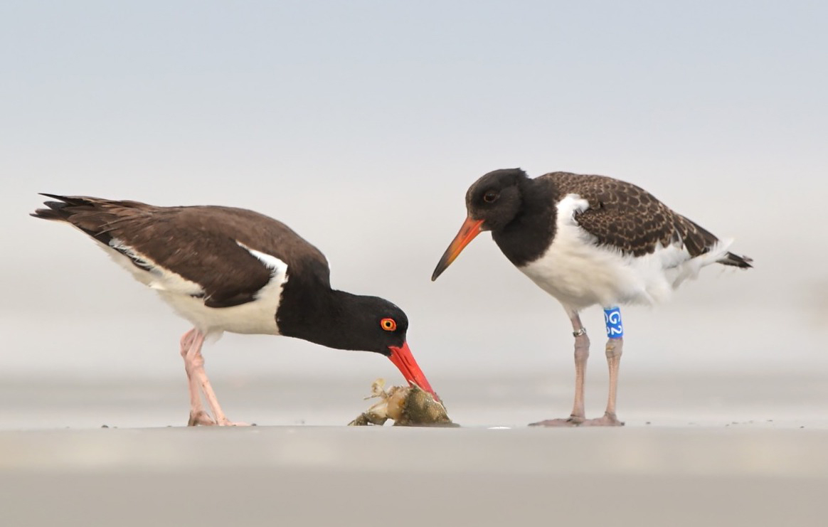 waderquest's tweet photo. Why Ringed Waders Matter: A Glimpse into Their Journey.....
More info:👇
https://t.co/XUUXpuvZv1
Photo © Davi Pasqualetti
Be #inspired by #waders or #shorebirds
#wildlife #conservation #charity https://t.co/qKXN8ElR1g