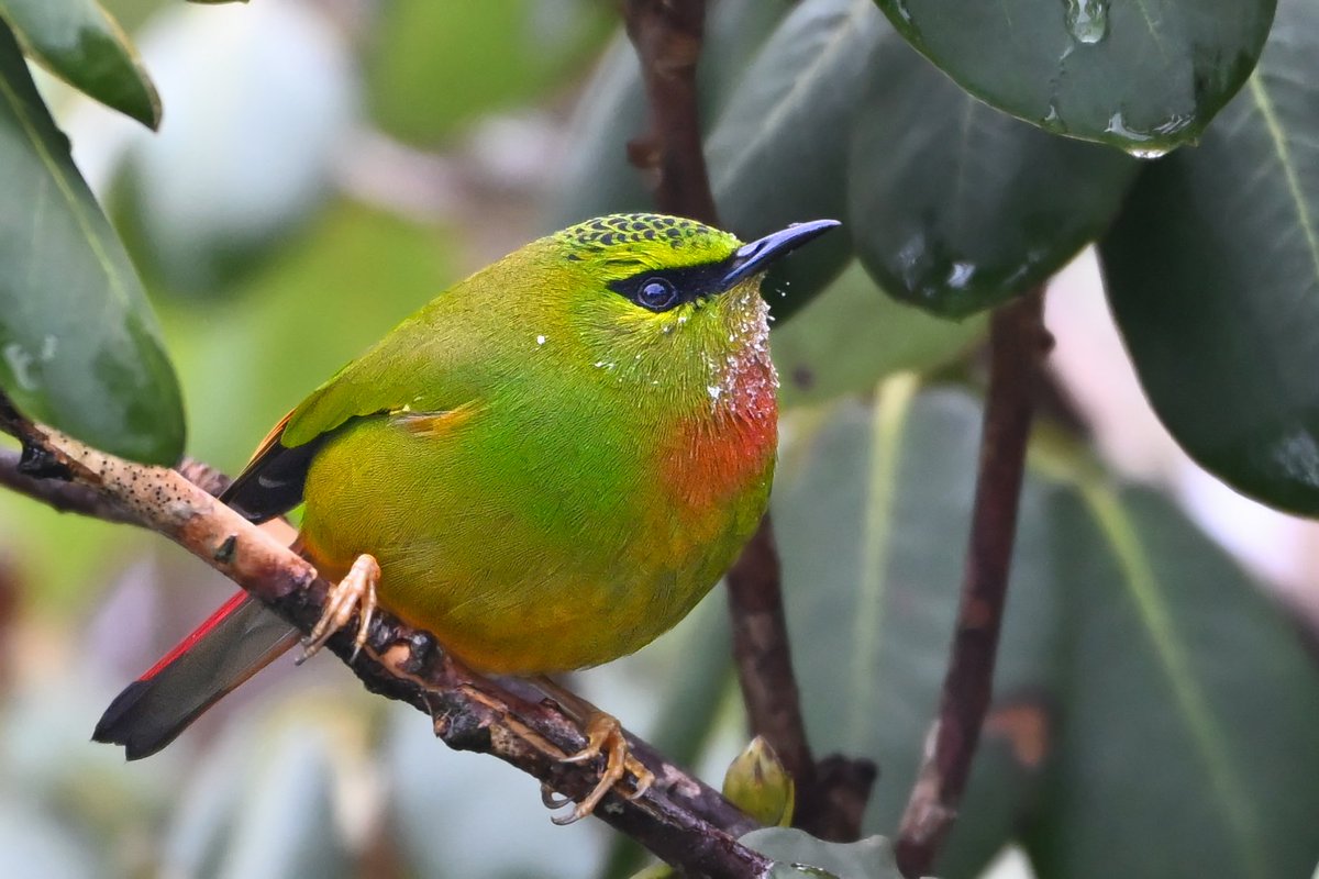 manishariprasad's tweet photo. Just another well fed Fire Tailed Myzornis. 

All that white on the orange throat is Rhododendron pollen. 

#indiaves
@IndiAves https://t.co/TFufLOiqk3