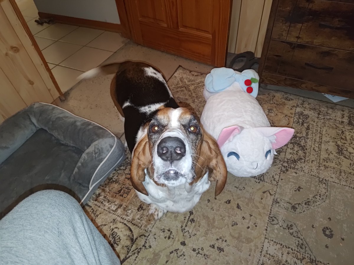 Gnomejon's tweet photo. Look at this CHONKER!  @KirscheVerstahl wasn't joking when she said it was life sized. I WAS NOT PREPARED. It's almost the size of my Basset Hound! https://t.co/5KzCLGyfDi