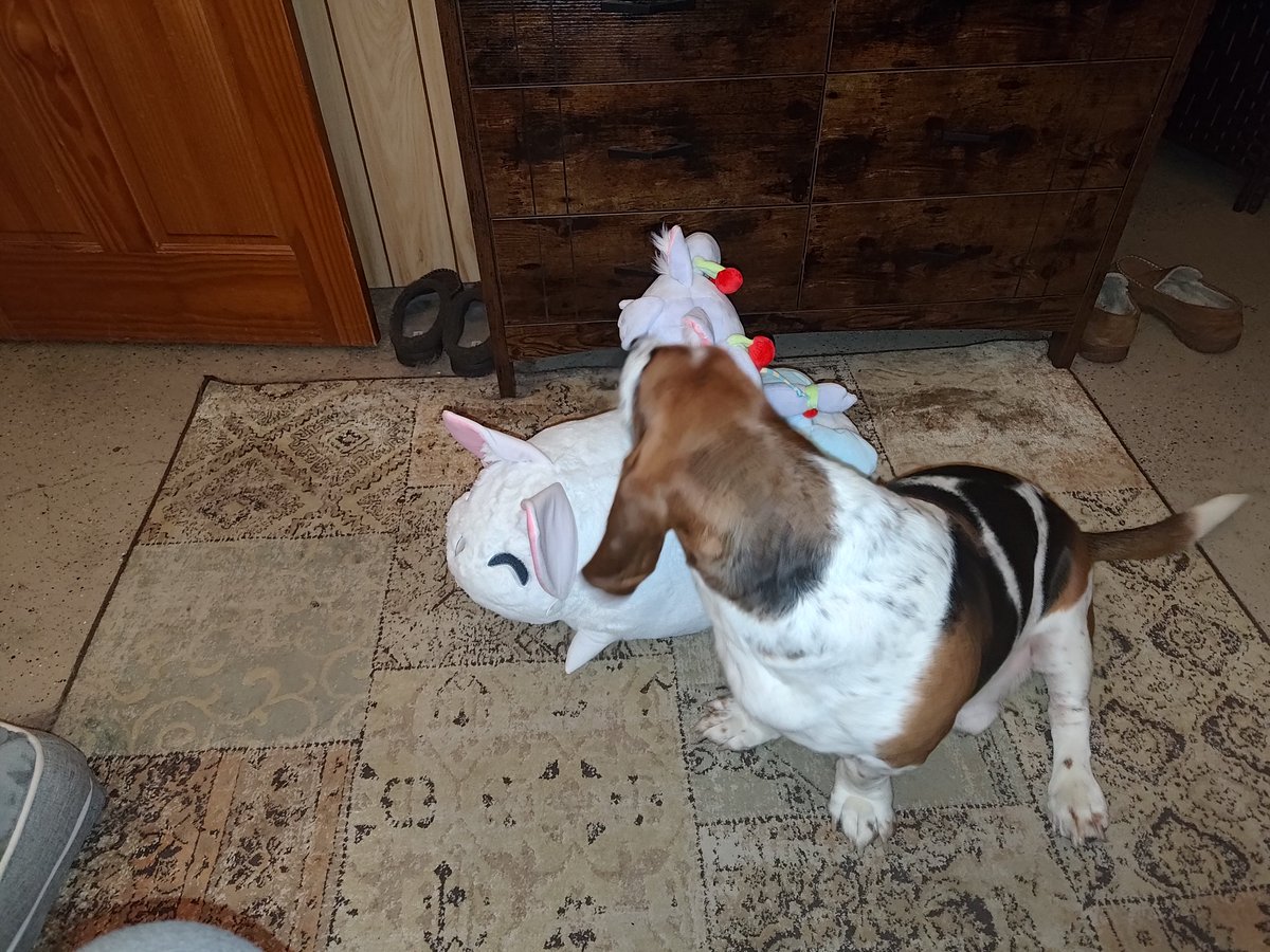 Gnomejon's tweet photo. Look at this CHONKER!  @KirscheVerstahl wasn't joking when she said it was life sized. I WAS NOT PREPARED. It's almost the size of my Basset Hound! https://t.co/5KzCLGyfDi