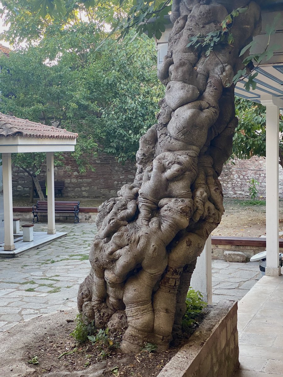 asriunsur's tweet photo. İncir ağacının gövdesine hapsolmuş onlarca mahluk. Altında define mi var nedir.

Kirazlı Mescid/Molla Hüsrev-Fatih https://t.co/gwXBvuQ55P