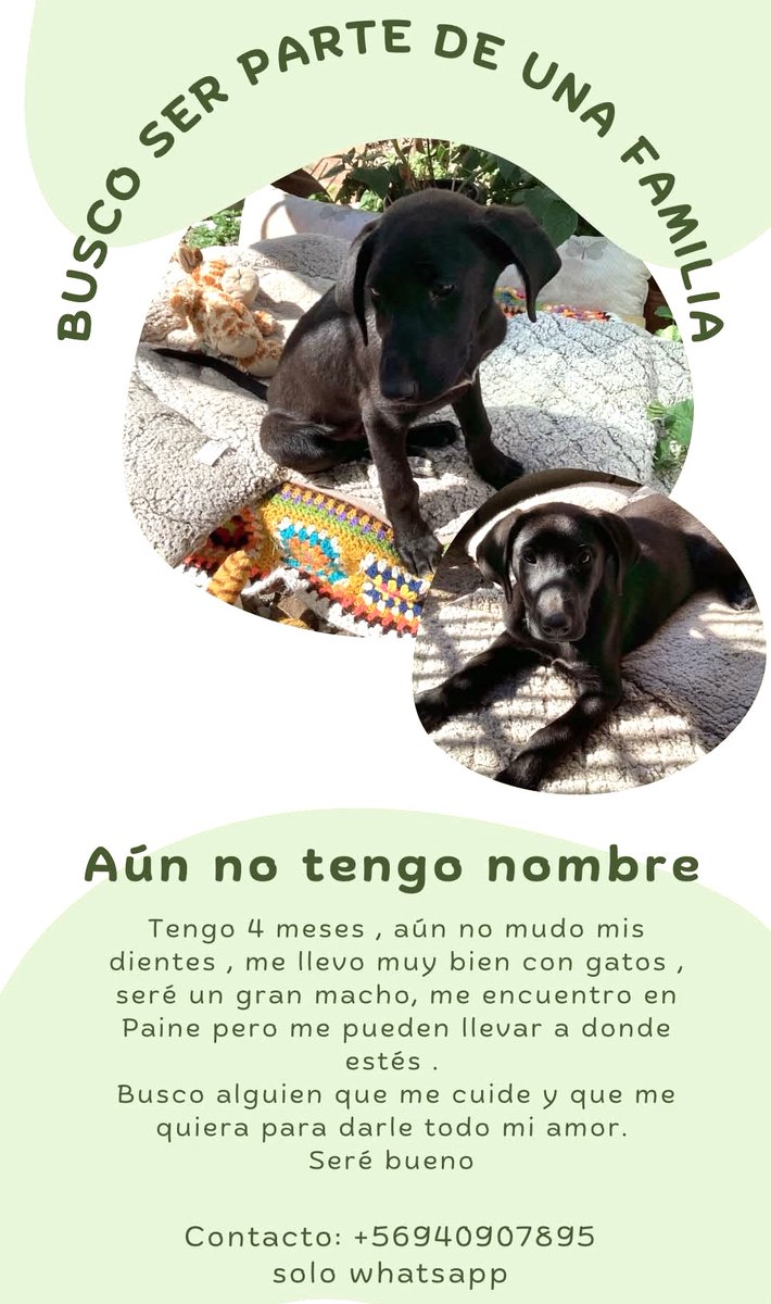 eltuitdemarsh's tweet photo. ¿Ayudamos difundiendo a este lindo negrito, de 4 meses, para que encuentre un hogar para siempre
#Paine https://t.co/pTH9MbrMAd