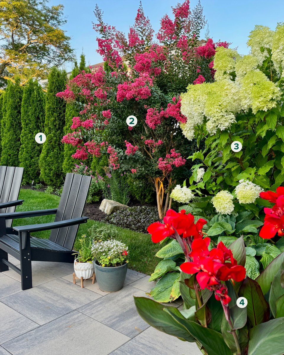 trees_dot_com's tweet photo. Create a cozy, private retreat by planting a row of emerald green arborvitae. These evergreen trees are great for creating privacy in narrow spaces, and provide the perfect backdrop for flower-filled trees and shrubs. 🌲🌺

#Gardening https://t.co/cu7IDNaBdO