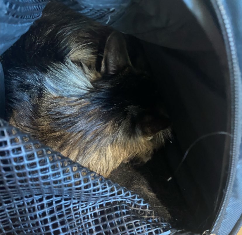bahablasting's tweet photo. 221 down from 500 and they said it’s due to stress of a vet visit so he should be perfect… 1 ml twice a day remains his life and then next week they keep him for a day to watch him SNIFFLES https://t.co/IVeQpGtHx1