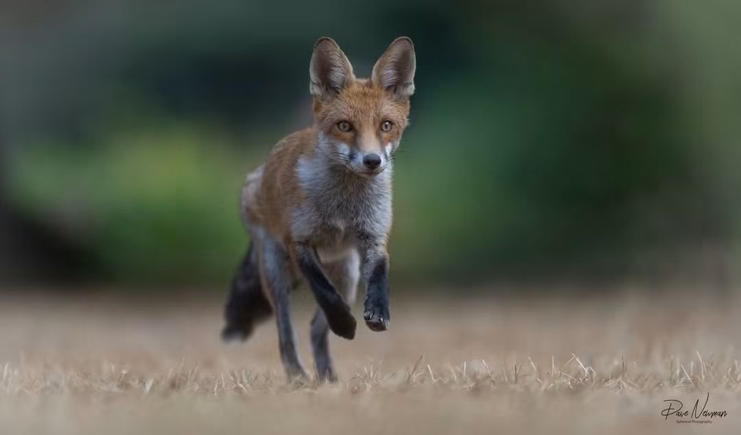 DaveSpherical's tweet photo. Its a #hop #skip but not quite the jump. A young #fox enjoying life running around.
#WildlifeWednesday #photography #running #playing #redfox #foxcub #wildlife #newlife #sonyalpha https://t.co/QYDvN7bzj5