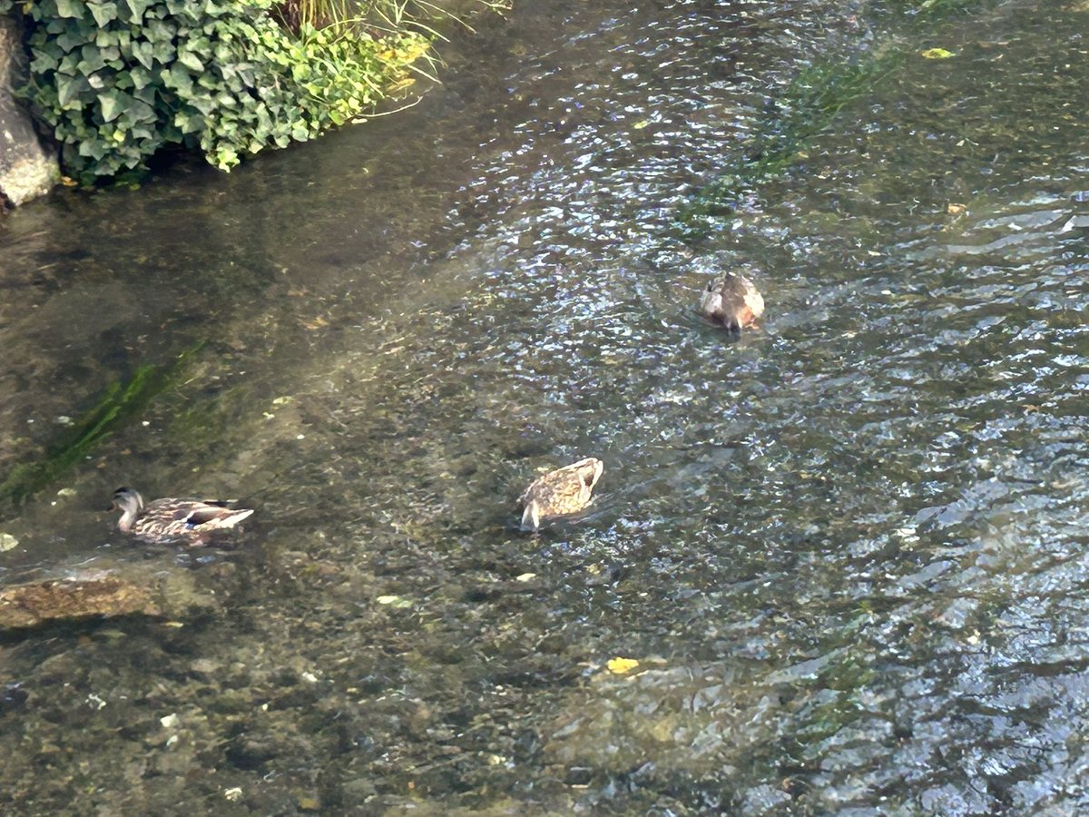 BIL255 tweet picture