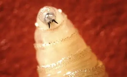WVDeptofAg's tweet photo. Important information for hunters and outdoor enthusiasts traveling to areas where New World Screwworm (NWS) has been confirmed. Be aware of what you should look for and how to protect wildlife - before you go. https://t.co/t6oEtjqDjk https://t.co/XoKjehHBMq