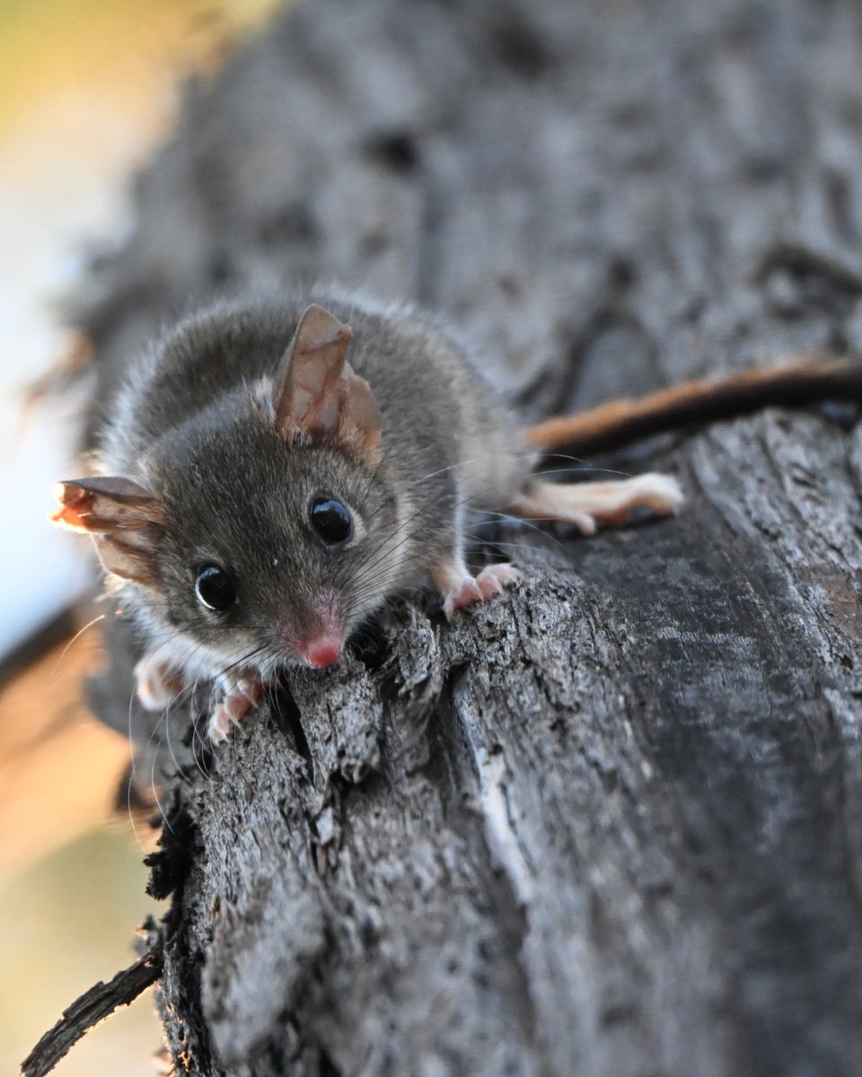 awconservancy's tweet photo. Big news from WA’s Wheatbelt! At Mt Gibson Wildlife Sanctuary, ecologists from AWC recorded 48 Red-tailed Phascogales — more than double last year and the highest since reintroduction. Find out more about the population boom 👉 https://t.co/FiwtBCowkI https://t.co/5g8v75j4Uw