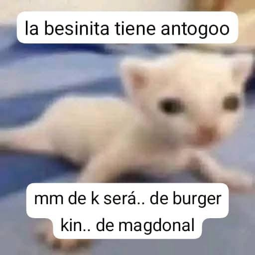 nacional_memes's tweet photo. 🐱 https://t.co/XAEDymvQVP