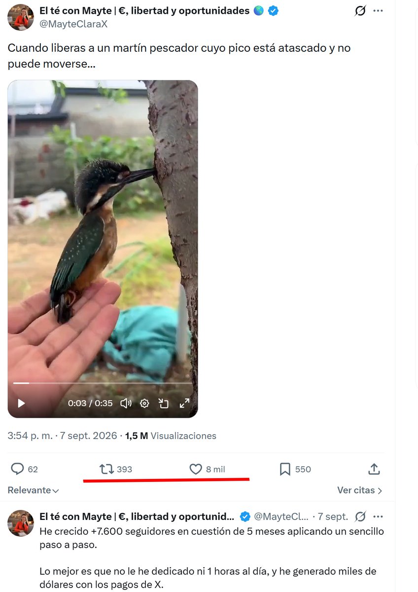DrBioblogo's tweet photo. Se ha explicado muchas veces: los videos de aves con el pico "clavado" en un tronco o atascadas en las maderas de una valla... están preparados.

Capturan aves para grabar videos virales y monetizar. Es maltrato. Si compartes ese tipo de contenido, ellos volverán a maltratar aves https://t.co/5zjtZOB5pn
