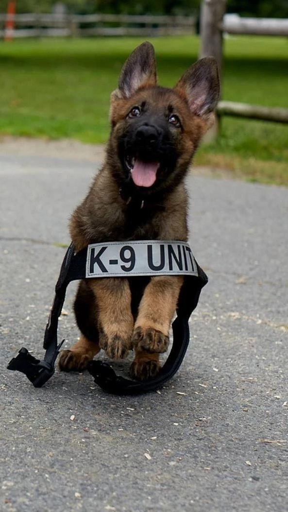 AMAZlNGNATURE's tweet photo. Today I learned that you can adopt police dogs that are released from training because they’re too friendly, playful or easily distracted https://t.co/nqh45YNLj6