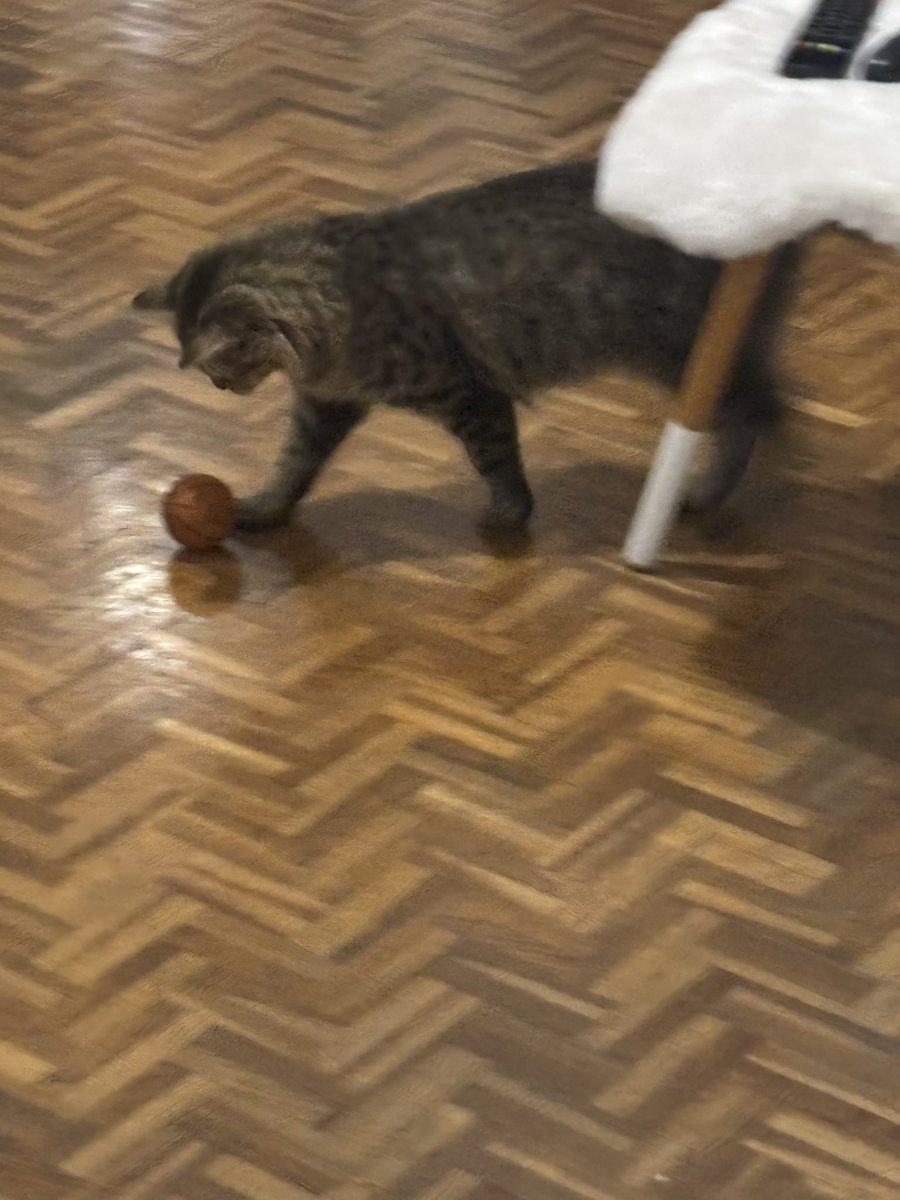_spida24's tweet photo. Mon chat qui joue au basket https://t.co/MtSpei9v4G