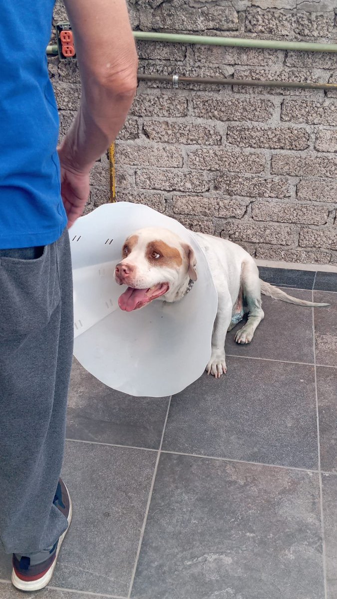 MetaGradoUVM's tweet photo. Hola mi nombre es Diego hoy necesito pedir ayuda para salvar a Jack mi compañero y parte de nuestra familia fue diagnosticado con un tumor en sus genitales y en la parte de su pancita lo cual se le han extirpado la mayor parte en dos cirugías que han al rededor de $ 20 000 pesos desgraciadamente se han vuelto a formar pequeños tumores lo cual el veterinario nos indica que tiene que volver a extirpar y someterlo a un tratamiento de quimioterapia ya que presenta cancer para nosotros es importante darle una una oportunidad a mi gran amigo y compañero en estos 10 años y seguir luchando por eso acudimos a ustedes con una gran humildad para seguir cubriendo los gastos de tratamientos , estudios y cirugía si no te es posible donar con compartir es de gran ayuda.

Gracias de todo corazón por leer nuestra historia cada donación y compartir nuestra historia se le da una oportunidad a Jack
@MundoPatitas 
#Mascotas 
@SalvandoPatitas