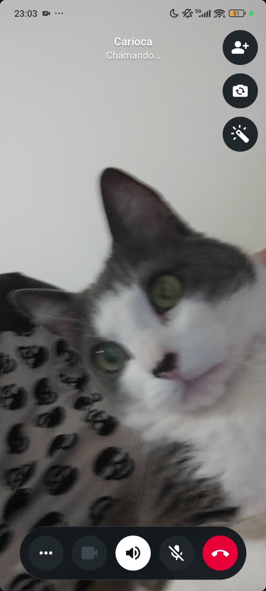 SrtaAQueenNA's tweet photo. Meu colega de quarto viajou e meu gato tá em depressão, agora preciso dar remédio pra ele se acalmar e fazer chamada de vídeo https://t.co/nNiC2WHX0L