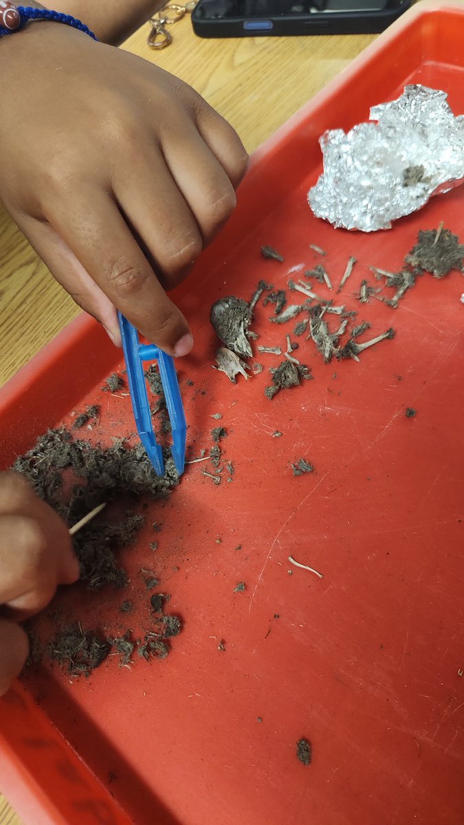 villarealhawks1's tweet photo. Learning all about owls through hands-on exploration! 🦉🔬 Our students had a great time dissecting owl pellets and discovering what owls eat. Science comes to life when we learn by doing! 💙🤍 https://t.co/jurPC9naFr