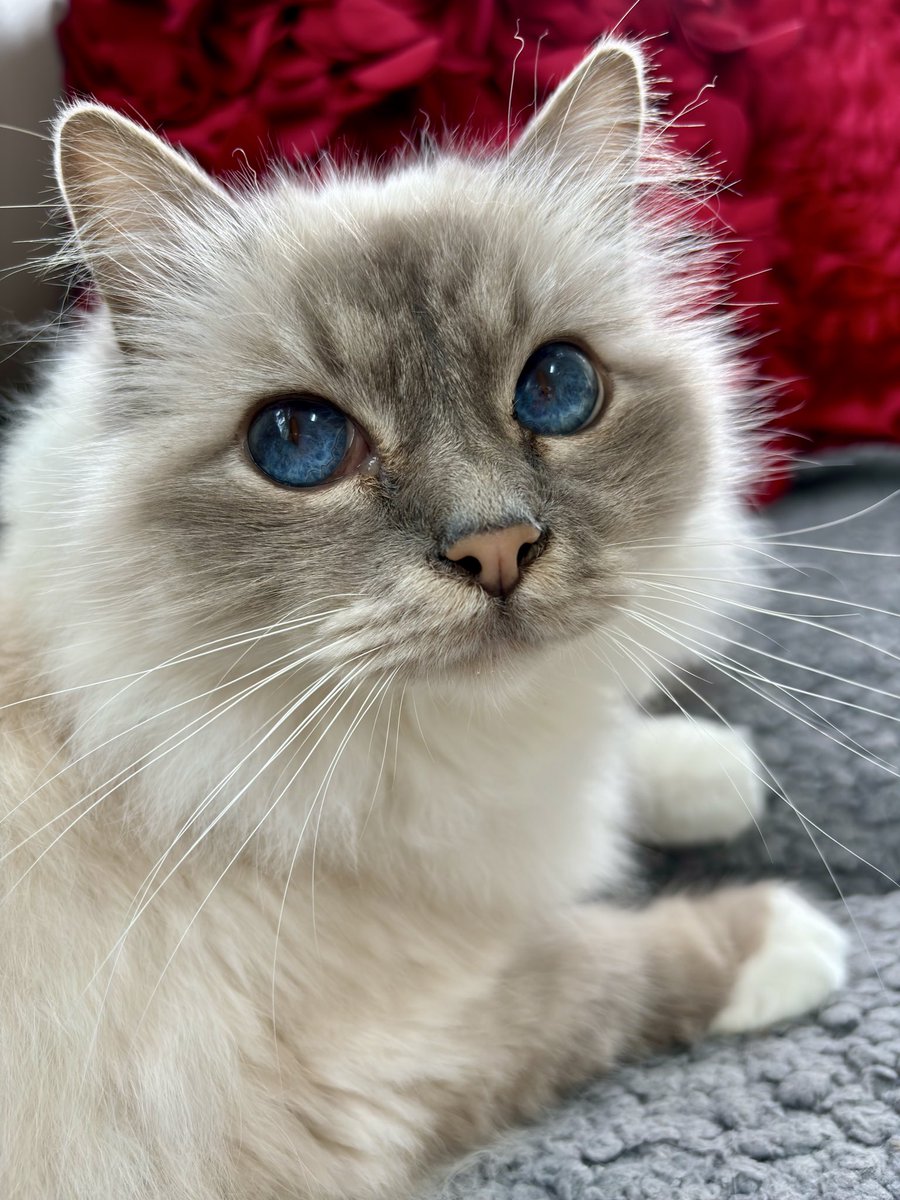 ElizGriff2016's tweet photo. Please take a moment on this rainy cool #WhiskersWednesday to admire mine
♥️😘Ari😘♥️ #CatsOfX https://t.co/VsEFZWdYGz