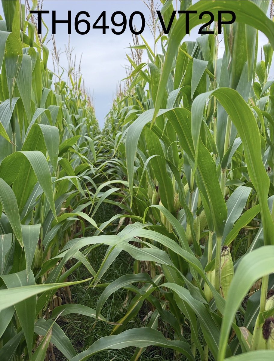 cndaggie's tweet photo. Spent last 2 days touring around Quebec looking at @thunder_seed hybrids.  Our dealers are telling us that there are some extremely pleased growers.  How can they not be with plant health and ears like this.  #FirstInTheField https://t.co/7o8rEk81UJ