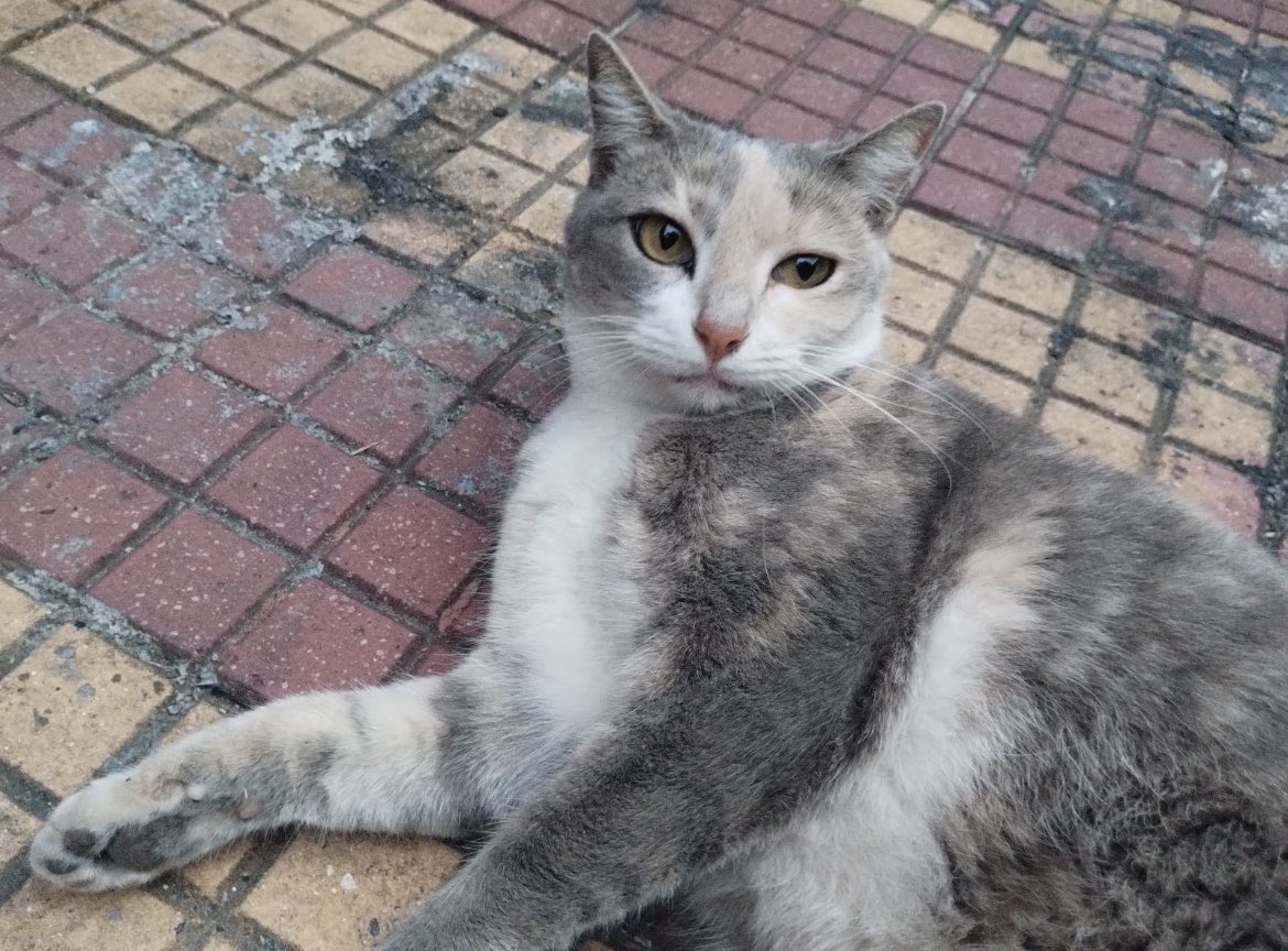 vaidesmaiar's tweet photo. É com profunda tristeza que comunico o falecimento da Mãezinha, gatinha que divulguei aqui em 2024, pedindo ajuda para um tratamento.
Ela era uma das gatinhas que ficam numa casa abandonada na rua da minha vó.
Viveu 5 anos.
Depois de dois dias procurando por ela, a encontramos morta ontem. Foi envenenada por um desgraçado.
Estou arrasada, me culpando por não conseguir fazer mais e muito preocupada com os outros.