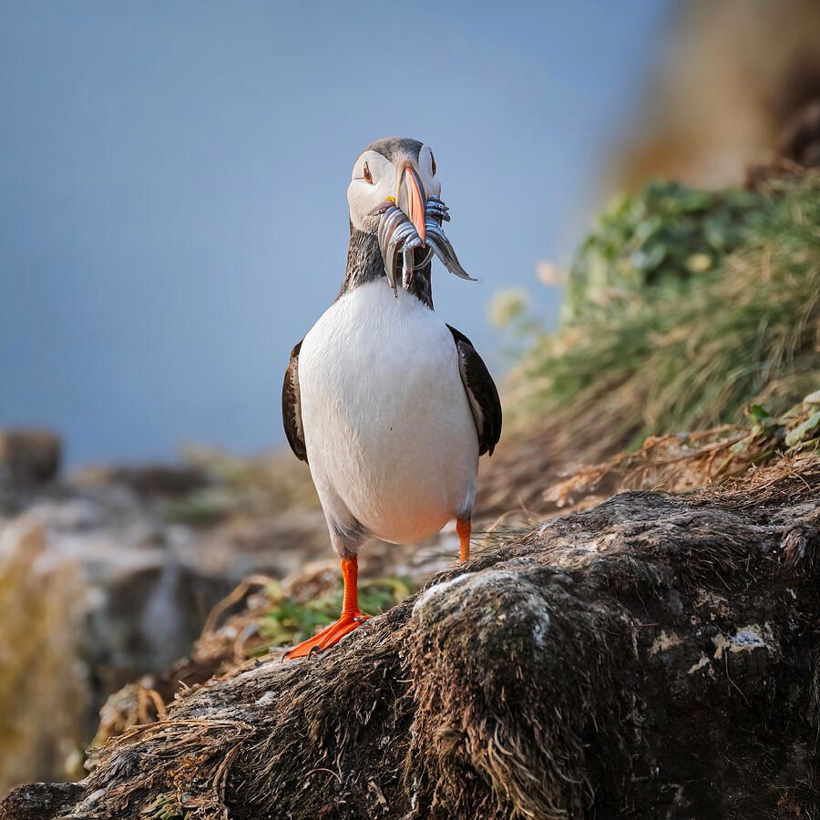 joancarroll's tweet photo. Puffin with Sandeels in Iceland 2! https://t.co/HOpfH4MtFw #puffin #bird #birdphotography #fish #wildlife #wildlifephotography #colorful #sandeel #artforsale #wallartforsale #giftideas @joancarroll https://t.co/ww9WChkkX3