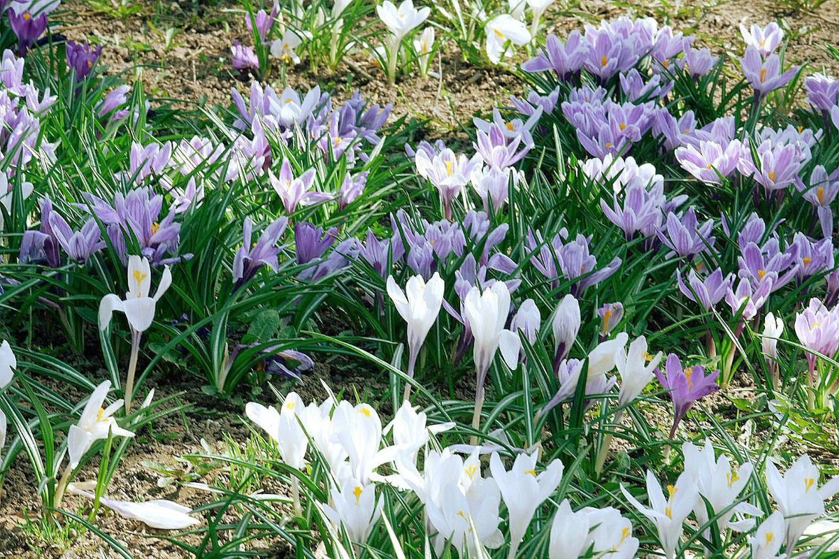 light_in_flight's tweet photo. Flowers in Bloom 🌸

St. Petersburg, Russia
April 19, 2025

#LightInFlora #FlowerPhotography #SpringFlowers https://t.co/9qSDHfbH7t