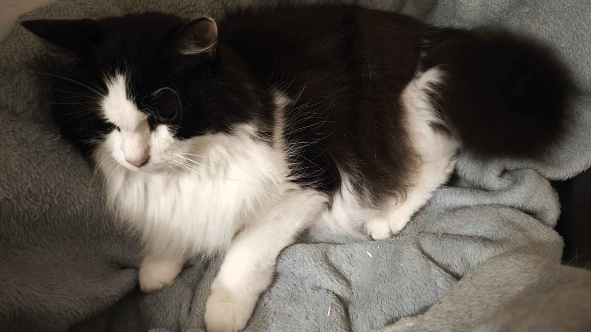 _5thAlice_'s tweet photo. Ceci est un appel aux dons. 
Mon chat s'est cassé la patte. Resultat : Vet d'urgence et radio. 
Celle ci révelle que la casse viens d'une grosseur à l'os, une tumeur. 
Il doit être amputé. Et d'autres examens sont a prévoir.

https://t.co/Fo8kr7495I https://t.co/TsPgTeamyt