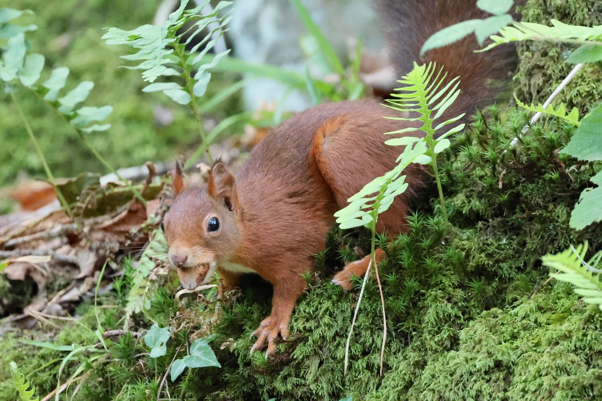 garethyma_o_hyd's tweet photo. Gwiwerod Coch yng Ngwarchodfa Natur Nant Y Pandy yn Llangefni heddiw.
Red Squirrels at The Dingle Nature Reserve in Llangefni today.
@KiranSidhu51 https://t.co/uNl3f5PTyI