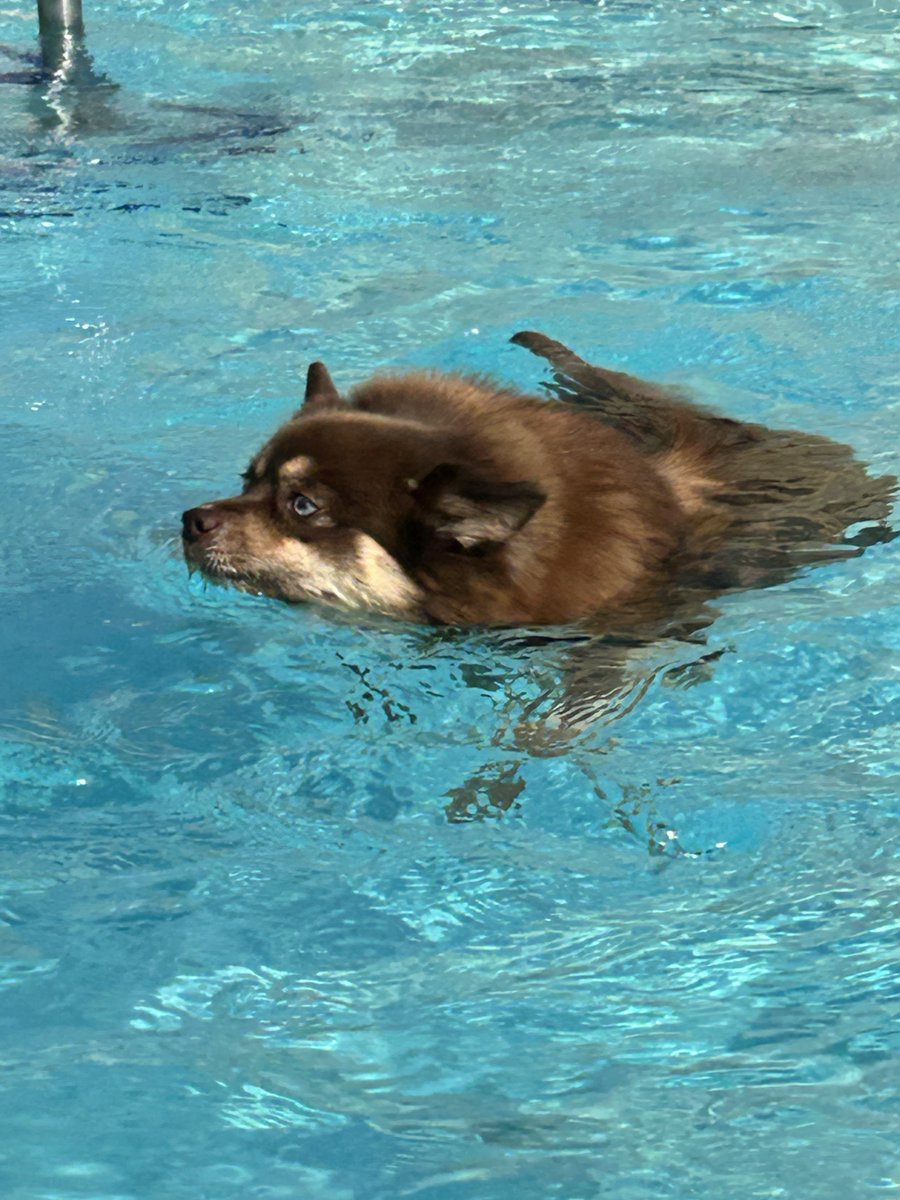CenturyLink's tweet photo. The dogs understood the assignment. 🐾💦 We had a pawsome time co-sponsoring the Pool Pawty at The Reserve at City's Edge. Safe to say the four-legged residents stole the show and made quite the splash! https://t.co/RK0WNvdc4I