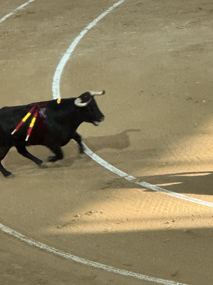 TrapioBravo's tweet photo. Dos de los “Toros” de hoy en Navalcarnero, vaya chotas nos han colado por toros VERGONZOSO. https://t.co/L1kxpuD2z1