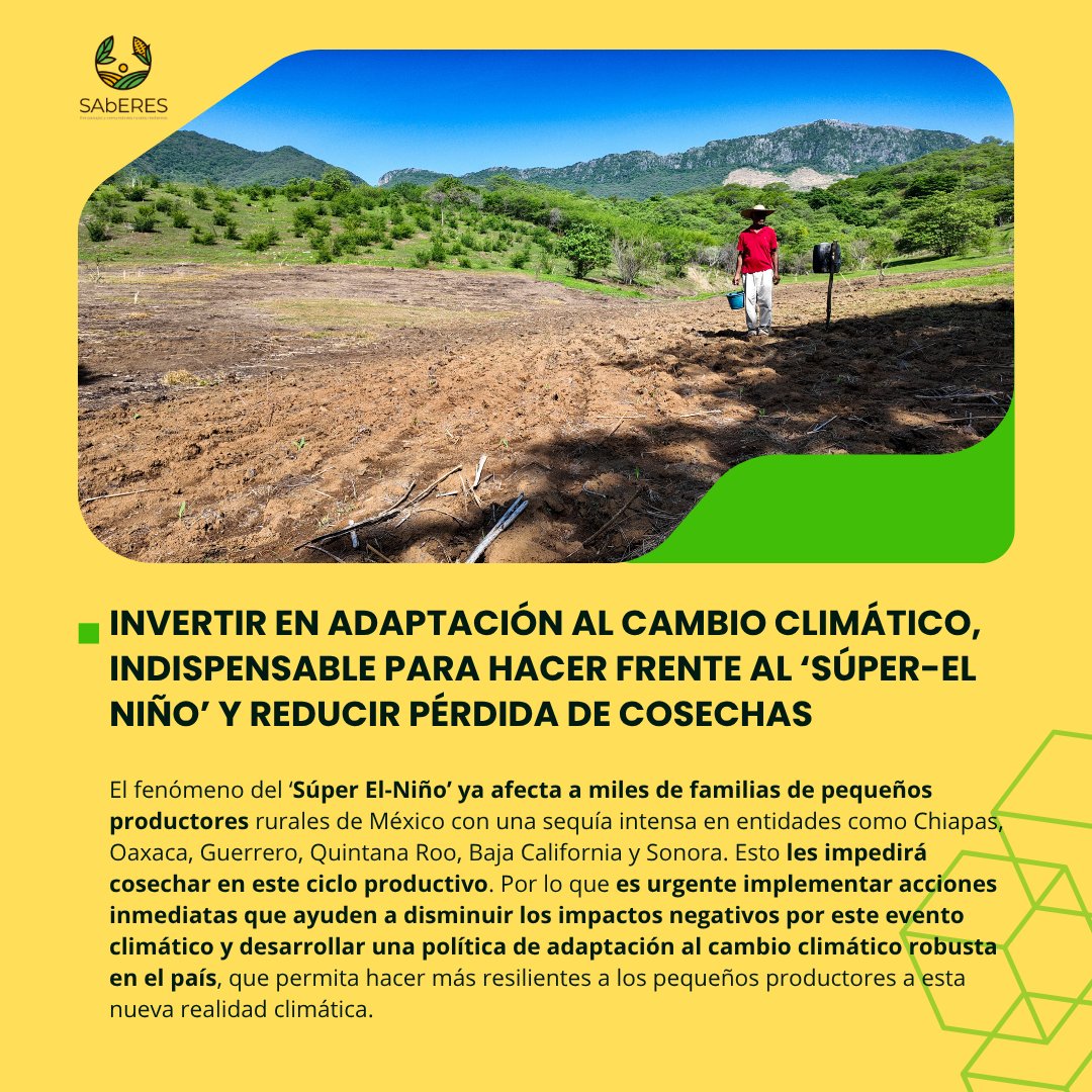 SAbERES_mx's tweet photo. ⚠🌽 Los costos económicos asociados a desastres derivados del cambio climático, como la sequía, en México superan los 100 mil millones de pesos anuales. 

En el marco del Día Mundial de la Agricultura, el proyecto #SAbERES resalta que las pérdidas se incrementarán si no se pone en marcha una política decidida de fortalecimiento de la adaptación al cambio climático con foco en los pequeños productores rurales, quienes aportan más del 50% de la producción del país.

El cambio climático nos está obligando cambiar la forma en la que se producen los alimentos. Ya no son suficientes ni efectivos los subsidios para la adquisición de fertilizantes nitrogenados o de paquetes tecnológicos para la producción de monocultivos.

Es necesario acompañar a los pequeños productores rurales para que gradualmente logren reducir los impactos negativos que la falta de agua por períodos prolongados de tiempo les genera en sus unidades de producción.

Lee el texto completo: https://t.co/qKOHPxWh3w