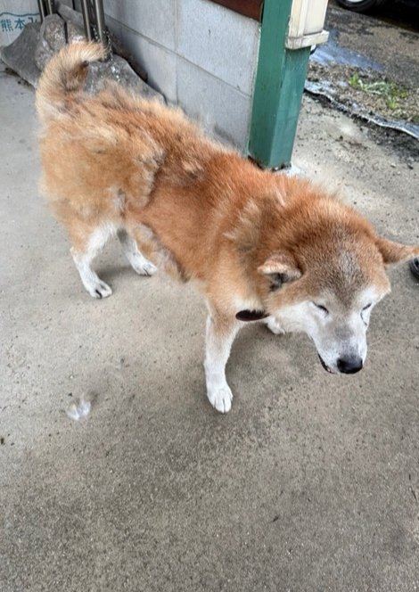 erikuma1218's tweet photo. 【拡散お願いします！🐕】
2026年9月10日 朝5:00頃、
兵庫県加古川市志方町近辺で迷子と思われる柴犬を彼氏が保護しました。
・ 柴犬
・オス
・首輪の色：えんじ色〜赤黒っぽい色
・性格は人懐っこいです！
現在、警察へ連絡済みで、警察の方が来るのを待っている状況です。
 #迷子犬 #柴犬 #兵庫県 https://t.co/7x3I7RoA8v
