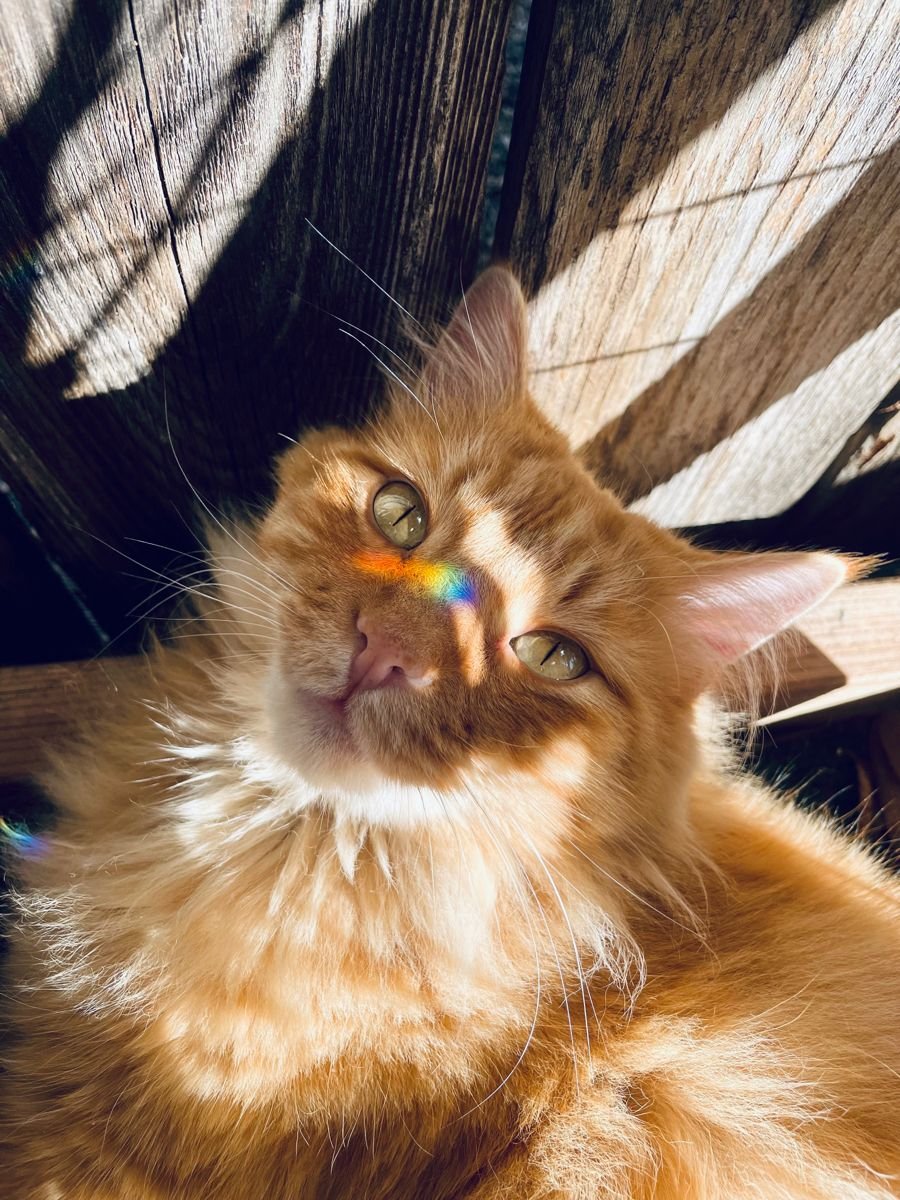 petalesblancs's tweet photo. rainbow on his face 🥹 https://t.co/0CHgu3Aani
